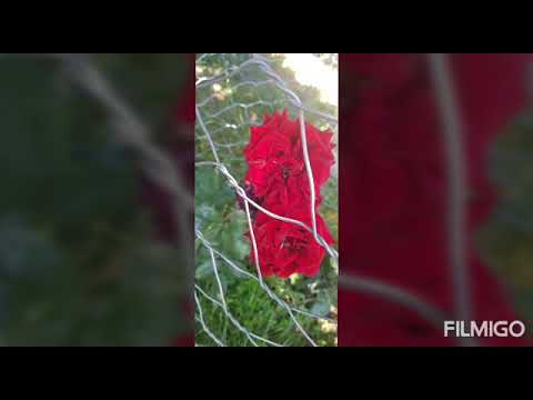 ვარდების გახარება გაბიონში. www gabioni.ge