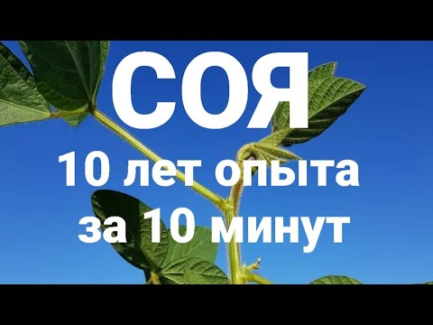 СОЯ- 3 ошибки возделывания