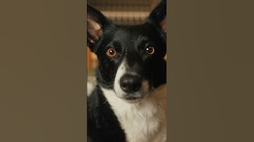 Paw-some Beats: MD 421 Kompakt | Sennheiser