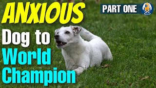 Transforming An Overwhelmed And Anxious Dog Into A World Champion  DeCaff’s Story Part 1 #229