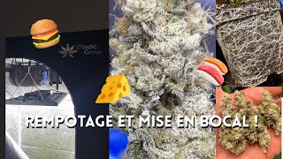 JDB#251: MedicGrow Contest!