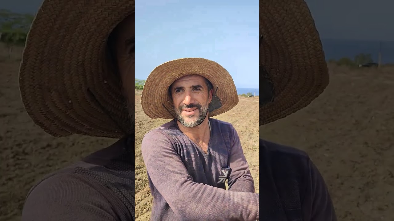 Sur le champ de greffage de la vigne