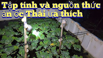 tập tính và nguồn thức ăn ốc Thái ưa thích.Nuôi Ốc Thực Tế_Huy Thạnh