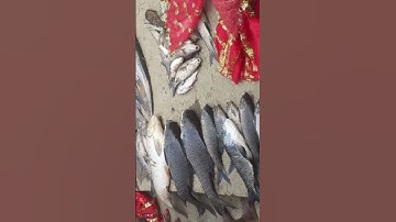 Adverse effects of environmental pollution on aquatic life in Bhaluni bhawani pond