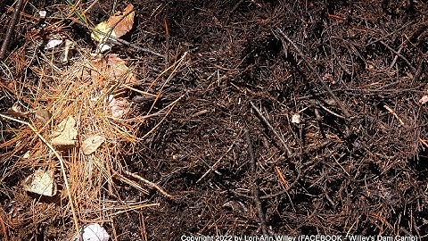 Composting Pine Needles - Amazing Results (Part 1)