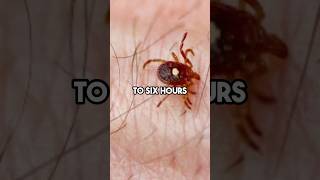 The Lone Star Tick Crisis