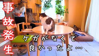 This happened while I was away... / Living in the countryside with dogs and cats by 犬と猫と小さな家   Country Life in Hokkaido 4,165 views 2 months ago 9 minutes, 58 seconds