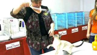 Funny Cat Club - "Кошачий Ля'муррр" в Омске 8 Funny Cat Club - "Кошачий Ля'муррр" в Омске 8