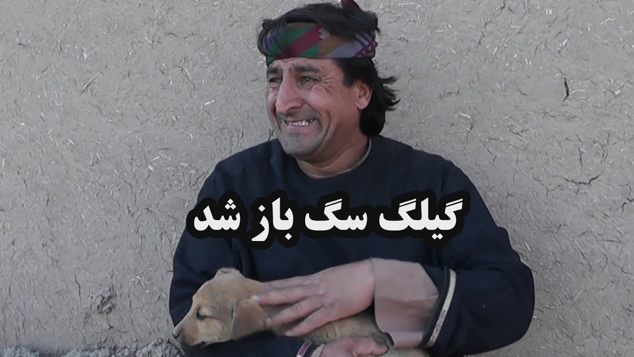 گیلک سگ باز شد