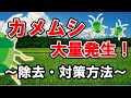 カメムシ大量発生！防除・対策方法