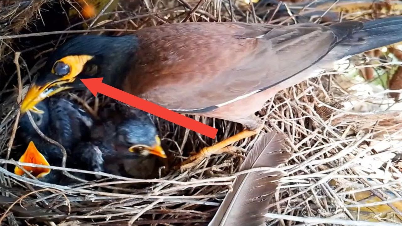 #Ep69. Mother myna birds Love to raise in the nest [ Review Bird Nest ...