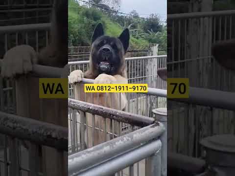 Video: Baka anjing: Akita