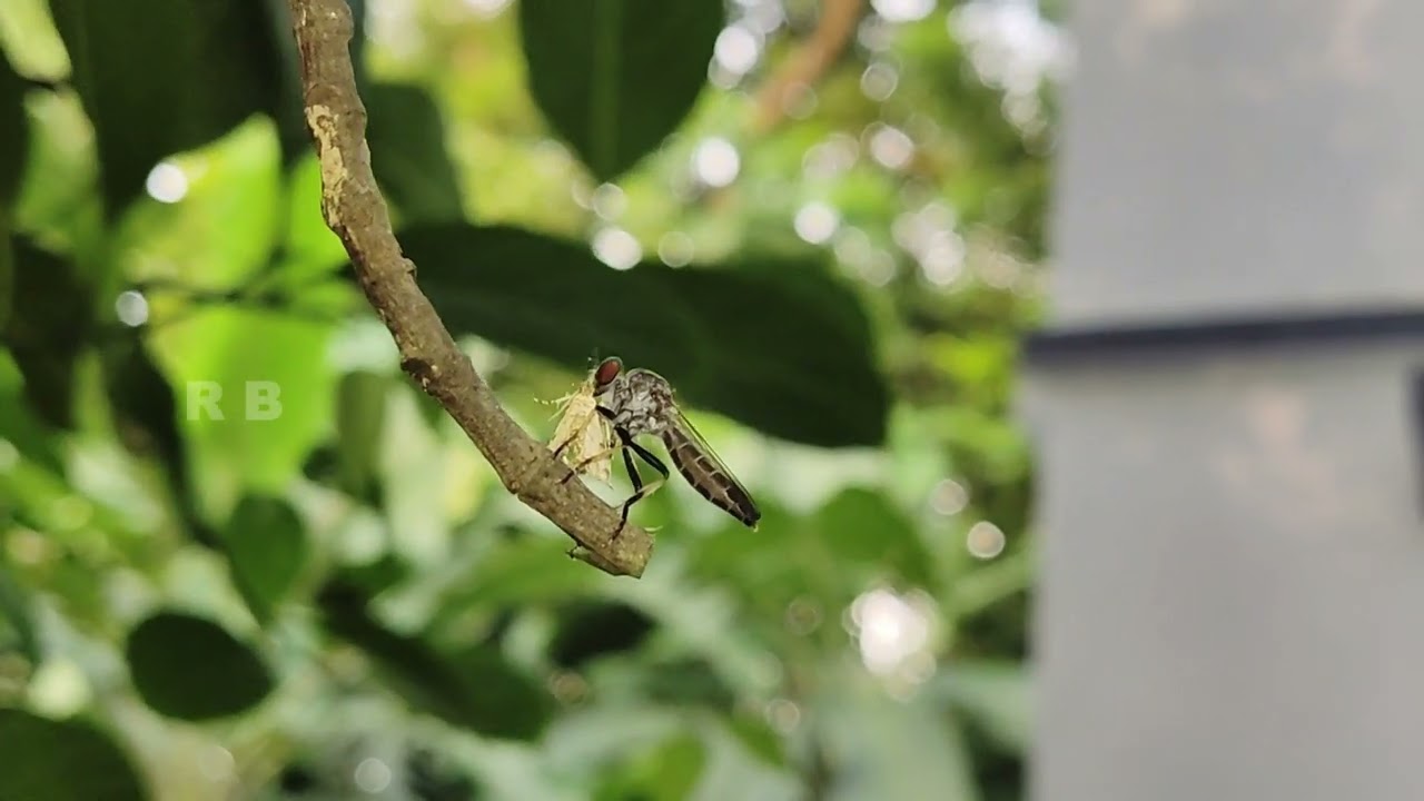 Robber Fly: The Ultimate Predator of Moths in Full HD
