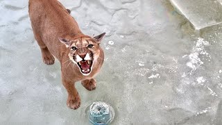 Puma Messi stole a bottle from the pool and almost took a swim! We were shocked to see this video!
