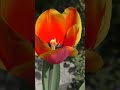 Что внутри тюльпана. Бизнес на тюльпанах. What's inside a tulip? Business on tulips.