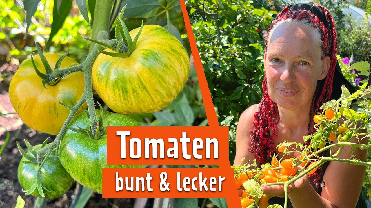 Tomaten in allen Formen und Farben selbst anbauen | MDR Garten
