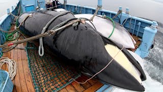 Japanese Traditional Whaling - Whale Cutting Skill in Japan