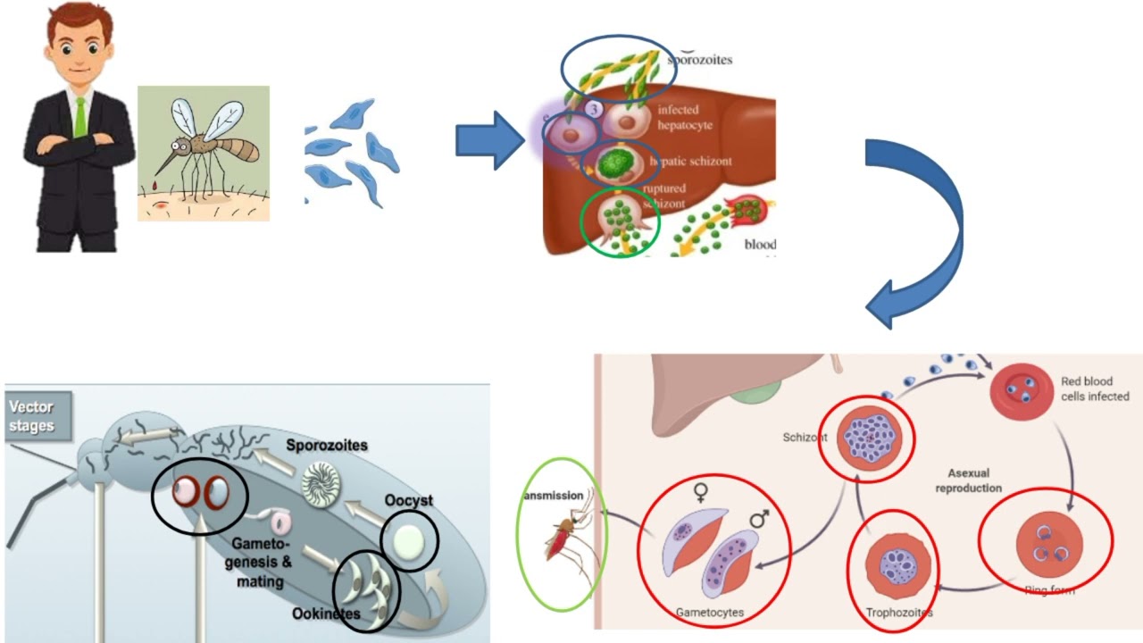 Malaria (Plasmodium vivax , ovale, malariae , falciparum ) الملاريا