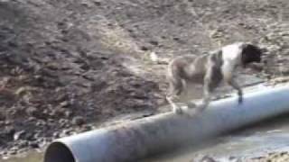 Firebulls Darius Almighty