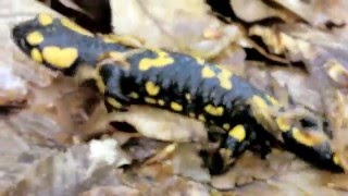 Саламандра вогняна. Невицьке, Закарпаття. Salamandra salamandra