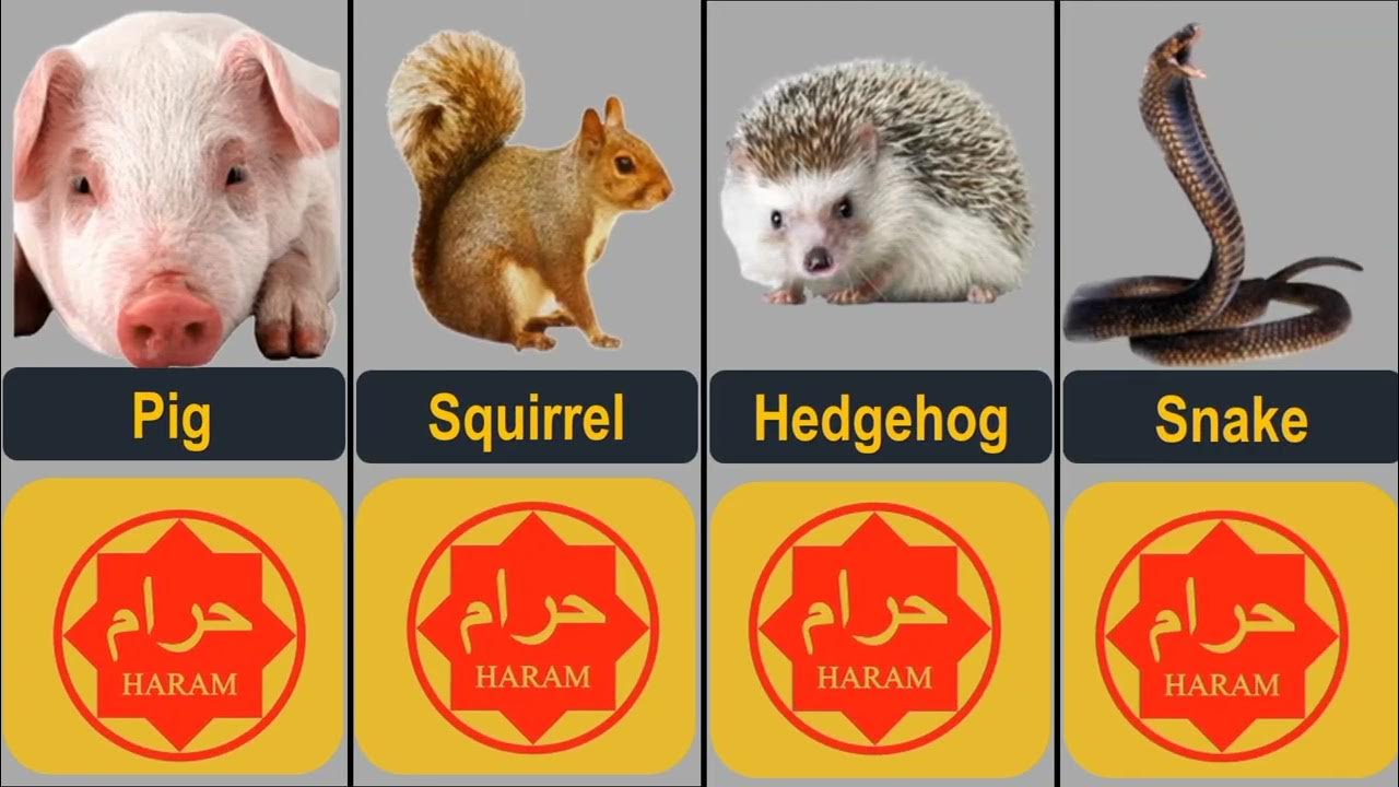 halal-and-haram-animal-meat-in-islam-ll-eid-il-youtube