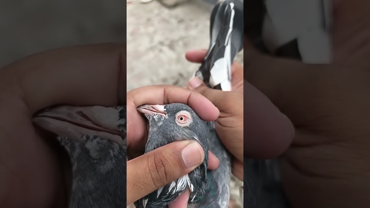 #pigeonvibes
