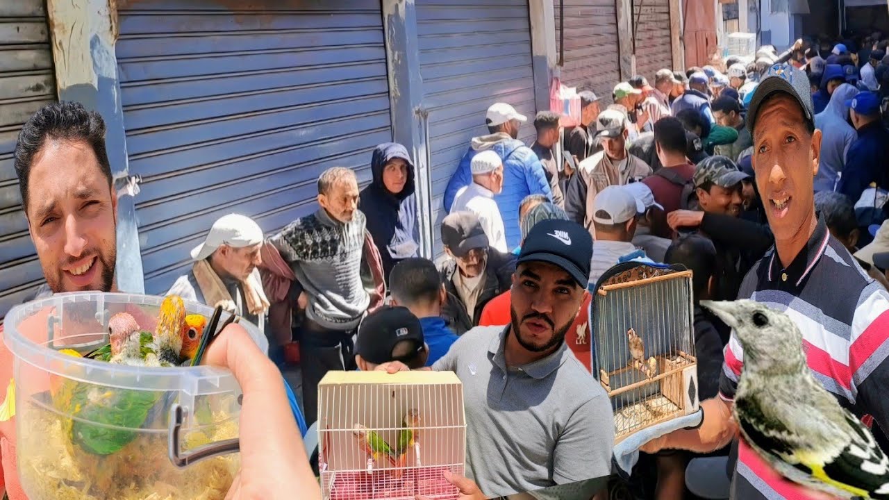 سوق القريعة للطيور السبت 2024🇲🇦 فراخ الحسون القورع. فراخ. صغار النمس صغار..