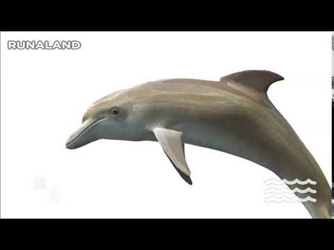 海豚_聲音點點名(動物版) | RUNALAND 路納星球