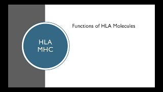 Part 4: Functions of HLA or MHC Molecules