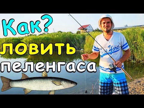 КАК ЛОВИТЬ ПЕЛЕНГАСА на МОРЕ с БЕРЕГА / СНАСТЬ + ЛИМАНСКИЙ ЧЕРВЬ