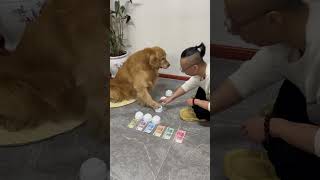 辛巴是只汪🐶：拿真钱考狗子，没想到它只认大钞！ #人類迷惑行為