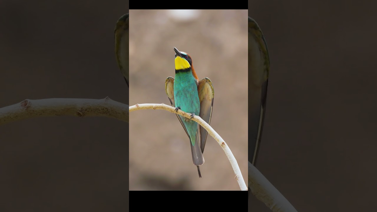 Bee-eater Singing - Ankara, Turkey #wildlife #birdingparadise #birds