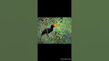 Burung Rangkong yang dikeramatkan oleh Suku Dayak