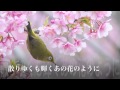散りゆくも輝くあの花のように【オリジナル】