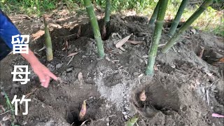 種綠竹「留母竹」～產筍期接近尾聲～接下來的管理工作㈠ 