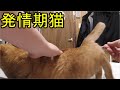 発情期にはいったドコモ猫…に割り込んでくるみーちゃん猫…みーちゃんさっきやったよね…?Estrus cat