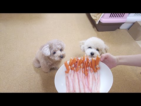 初めて食べたカニの美味しさに喉を鳴らす犬が可愛い【トイプードル】