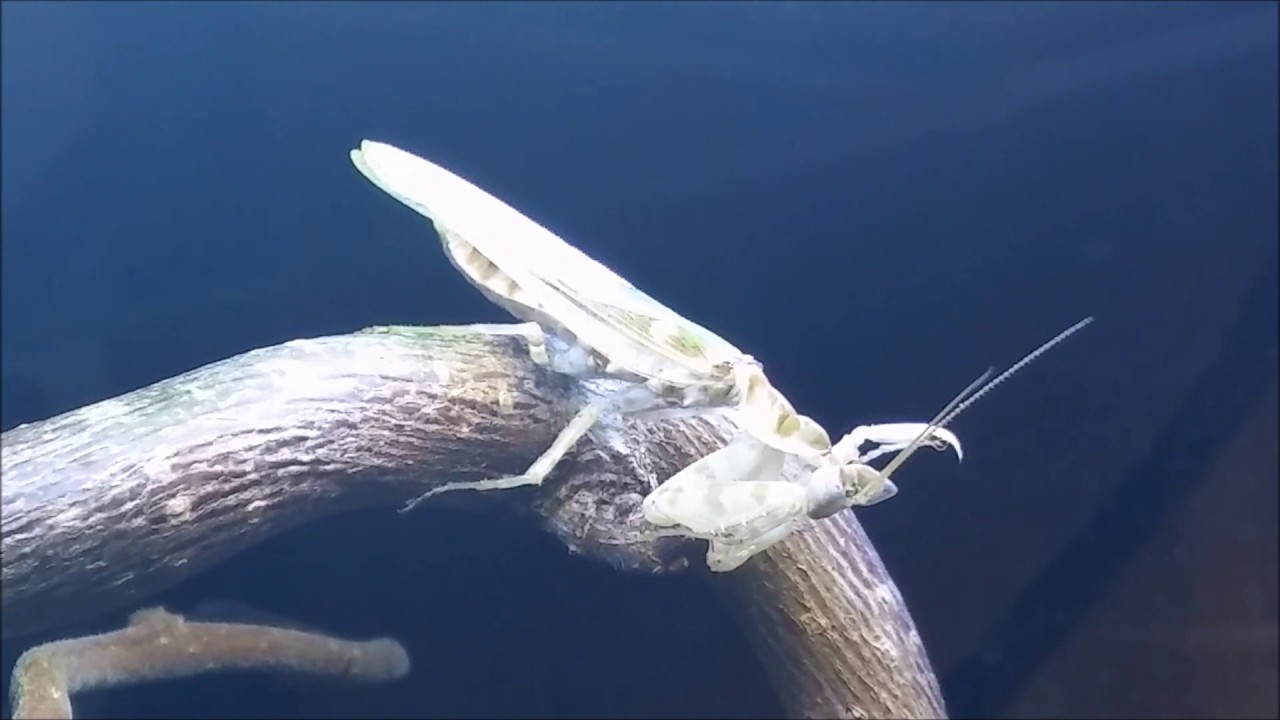 Fütterung der Asiatischen Blütenmantis (Creobroter cf. gemmatus) SlowMotion & Timelapse
