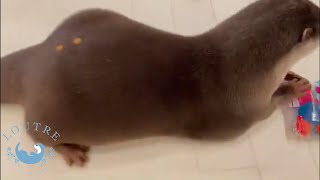 Otter Bob's Big Bottom  #Shorts