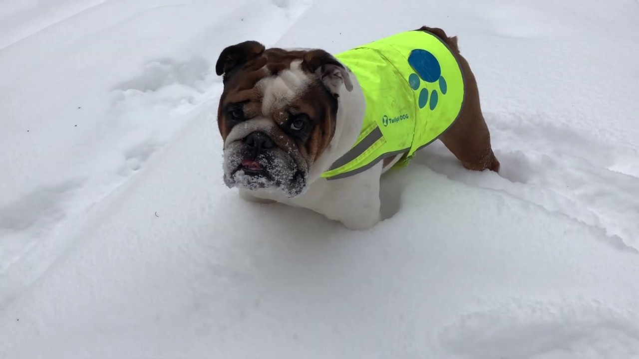 bulldog bluetooth speaker bim Jasper English Bulldog on snow day; งมบักหอยในหิมะ มันสิไดบ่ละเจ้านาย!