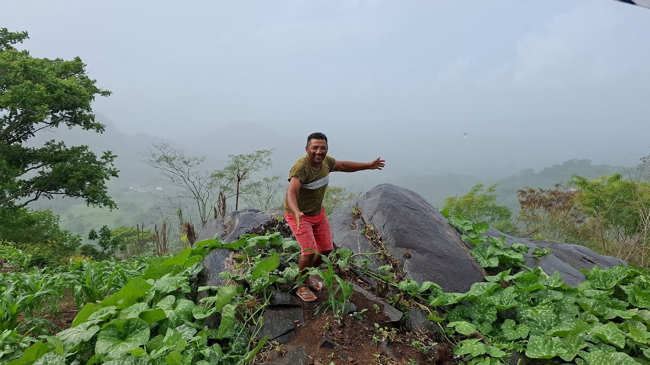 Muito chuva ⛈️ pra minhas plantações de milho e abóbora aqui do sitio 