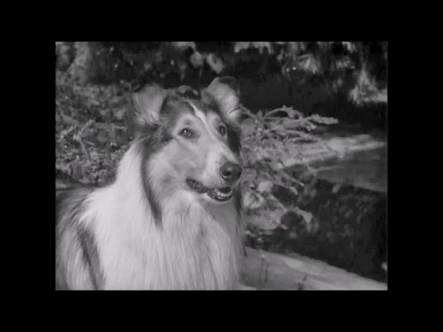 歌ってみた】少年の丘②サビ/森岡純【名犬ラッシー】【世界名作劇場
