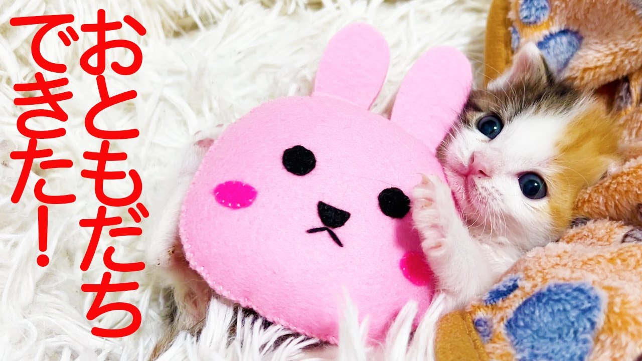 子猫】三毛イモ娘、はじめてのおともだちができる - YouTube