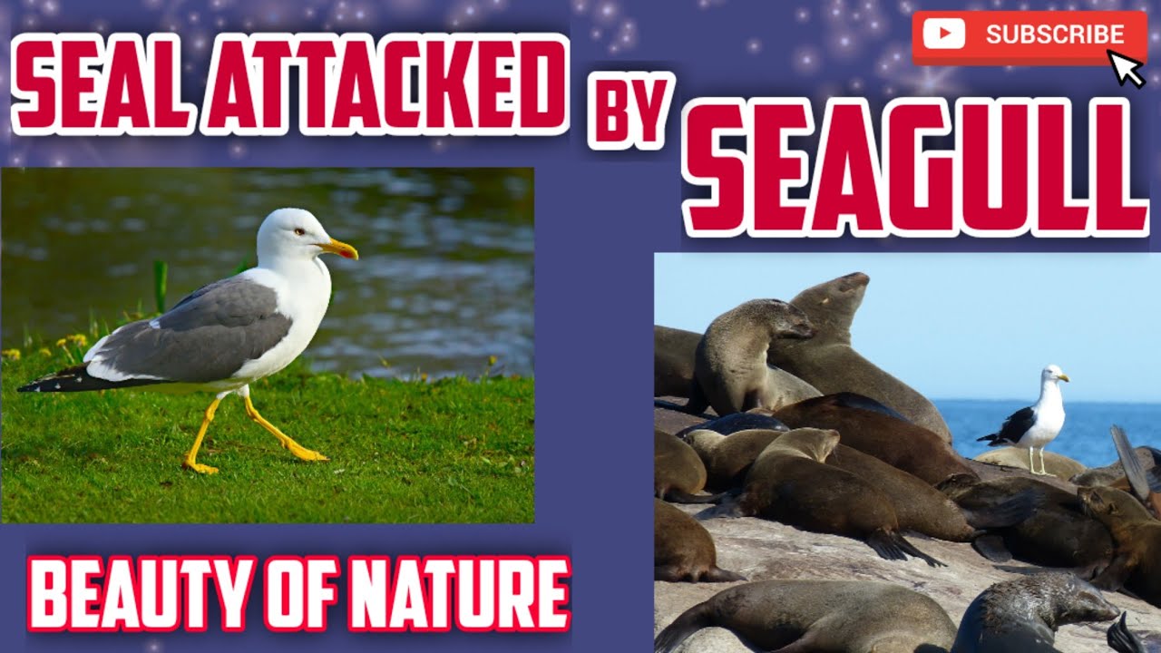 SEAL ATTACKED BY SEAGULL beautyofnature seagulls YouTube
