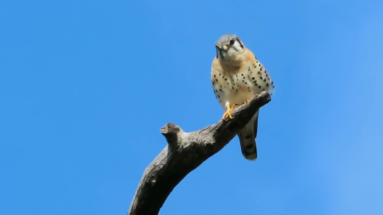 kestrel on perch