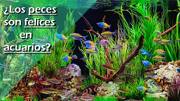 ¿Se puede saber si los peces son felices?