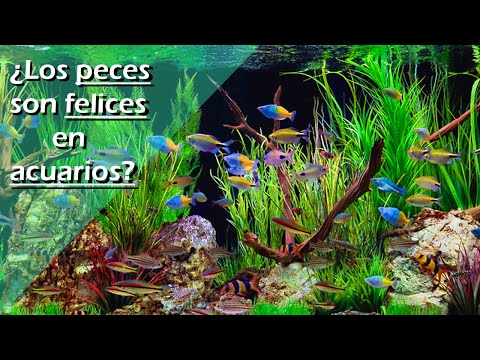 Video: ¿Los peces se aburren en las peceras?
