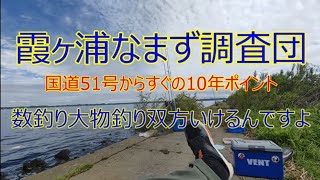 楽しい秋のアメリカナマズ釣り10年ポイント＆千束さんでバンバン釣ります！なんと７１㎝の魔王なまずも釣れましたよ！バスロッドでも全然オッケーワールドシャウラが火を噴くぜ！