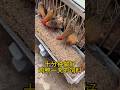 Vegetable Chopper Machine for Poultry Farming | Chicken, Duck & Goose Feed Cutter #Chicken #Duck