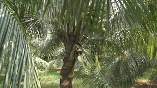 Download Lagu Success Hybrid Deejay Coconut Farming at Tamilnadu MP3